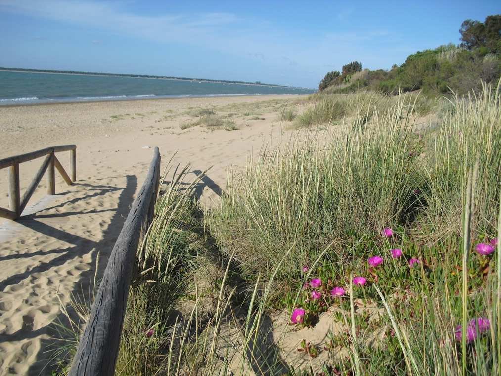 Paisaje de playa y vegetación junto al mar